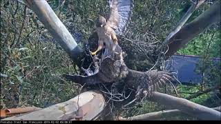 Red-Tail Hawk and Great Horned Owl Confrontation