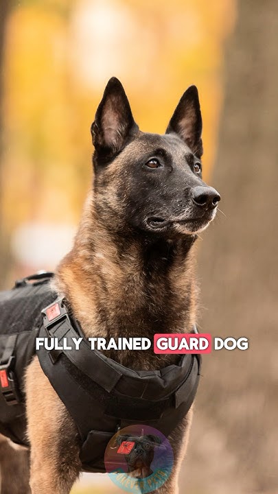 3-differences-of-a-fully-trained-guard-dog-worth-100k-shorts-dog