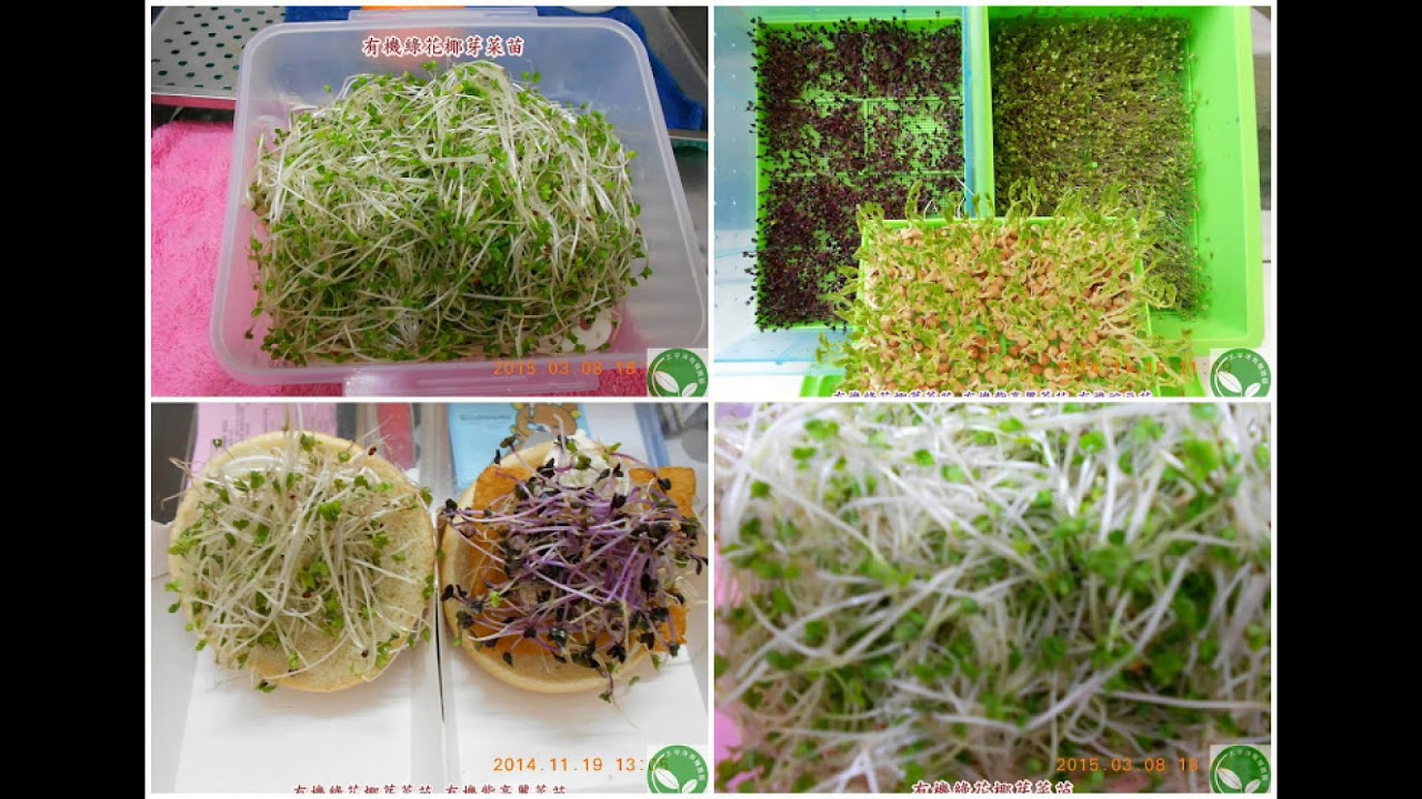 綠花椰 花椰菜種植注意事項 Youtube 綠花椰 花椰菜種植注意事項 Youtube