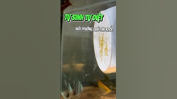 Cá thần tiên vỡ trận ăn sạch trứng vừa đẻ xong - Nuôi cá dưỡng tâm