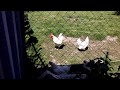 Sad cock fails hard at rooster-ing, and we can't stop laughing