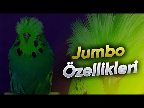 Video: Mumbo jumbo'nun adı nədir?