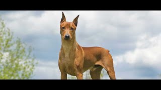 GERMAN PINSCHER. Country of origin: Germany. by Dogs A-Z 130 views 1 year ago 2 minutes, 30 seconds