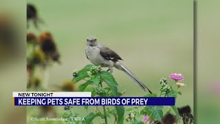 Keeping pets safe from birds of prey