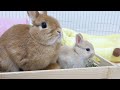 我が子が立派に育って誇らしげなママうさぎ【ネザーランドドワーフ】