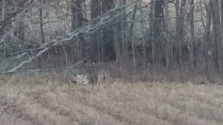 Young whitetail bucks wrestling