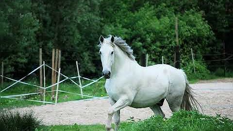سورة المؤمنون بصوت الشيخ احمد العجمي