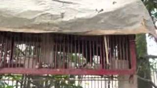 dan chim2.flv