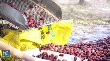 Red jujubes bring wealthy lives to farmers in China