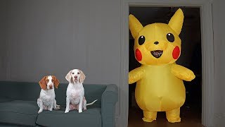 Dogs vs Pokemon Prank: Giant Pikachu Pranks Funny Dogs Maymo & Potpie