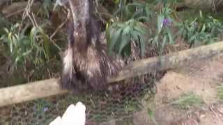 Krmeni Pstrosa Emu Feeding