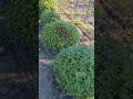 🇺🇦 Калина звичайна Нанум — карликова декоративна калина для низьких живоплотів та зелених куль