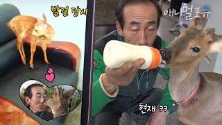 구조 당시 1kg도 안 됐던 아기 야생 노루 아저씨의 보살핌 후 현재.. 30kg라고?!KBS 생활의 발견 170223 방송