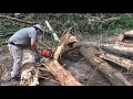 cutting down tree logs with a stihl chainsaw