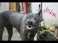 Thai Ridgeback Dog - Тайский Риджбек - Dog dancing step