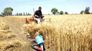 حصاد القمح بالتربيط من عزام جروب