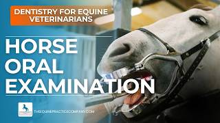 Horse Oral Examination: Checking Every Tooth for Early Dental Problems