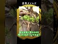 【真柏】挿し樹40年これから盆栽に向けて