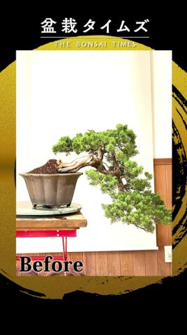 【真柏】挿し樹40年これから盆栽に向けて