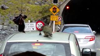 Kea Eats Antenna Off Of Car