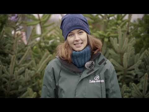 Video: Gyvos Kalėdų eglutės priežiūra namuose – Kalėdų eglutės priežiūra