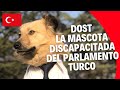 Dost, el perro discapacitado mascota del Parlamento Turco