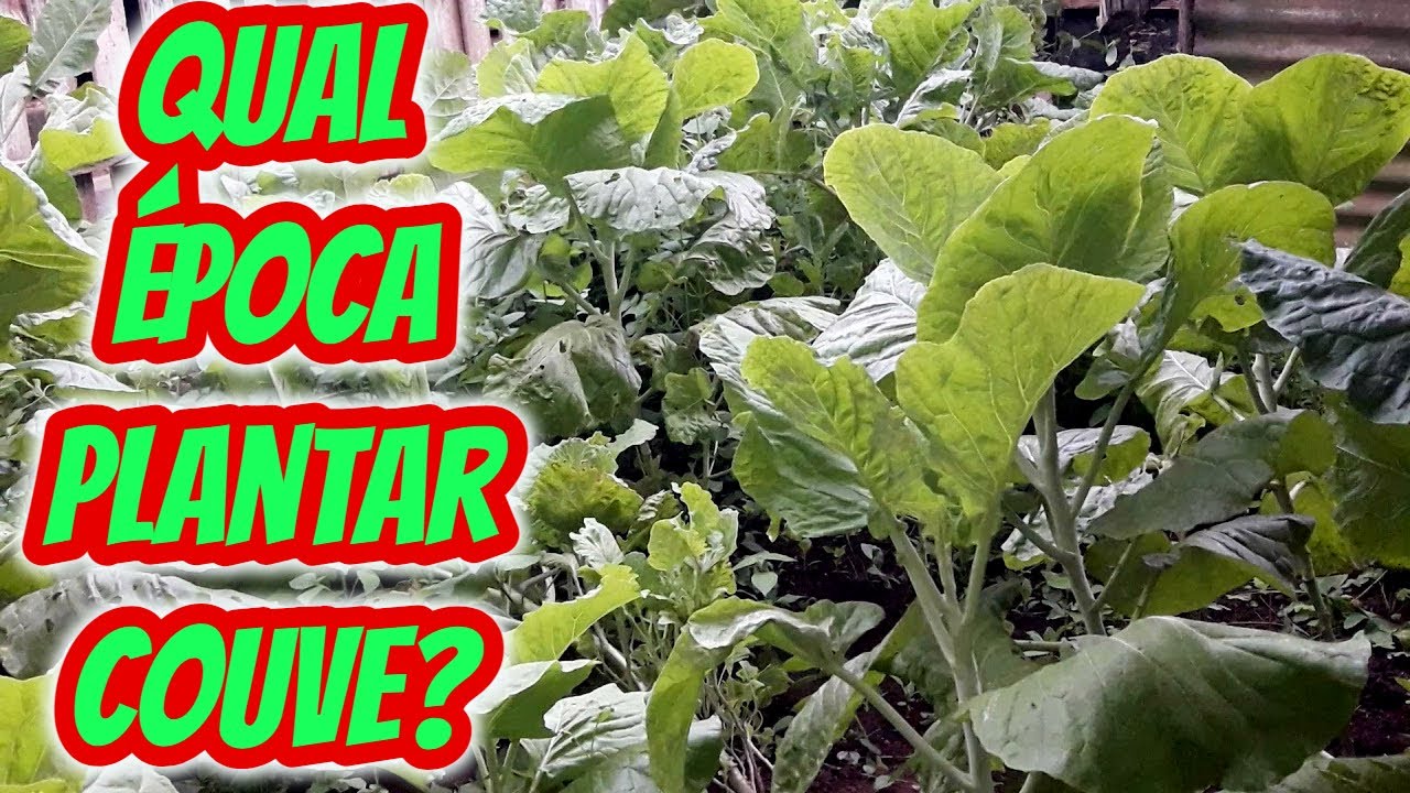 Qual a melhor época do ano para plantar e cultivar couve? Em que mês ...