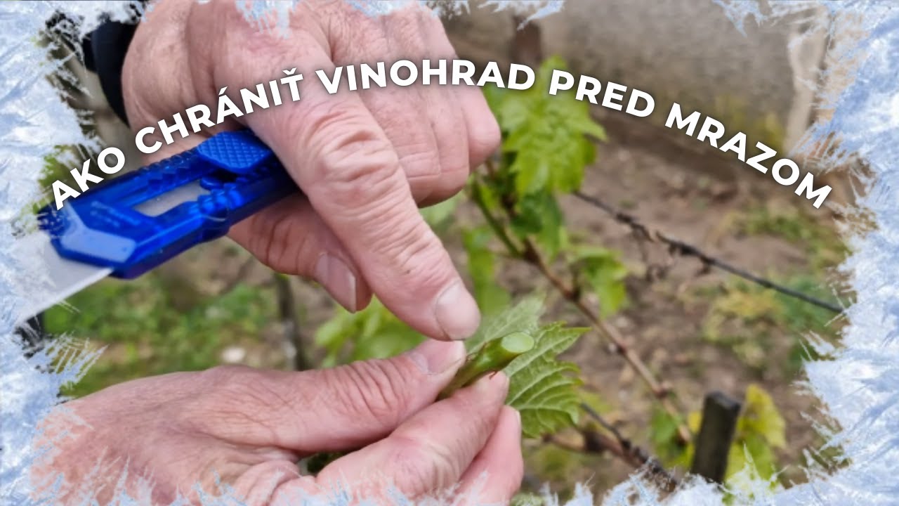 Ako ochrániť vinič pred mrazom