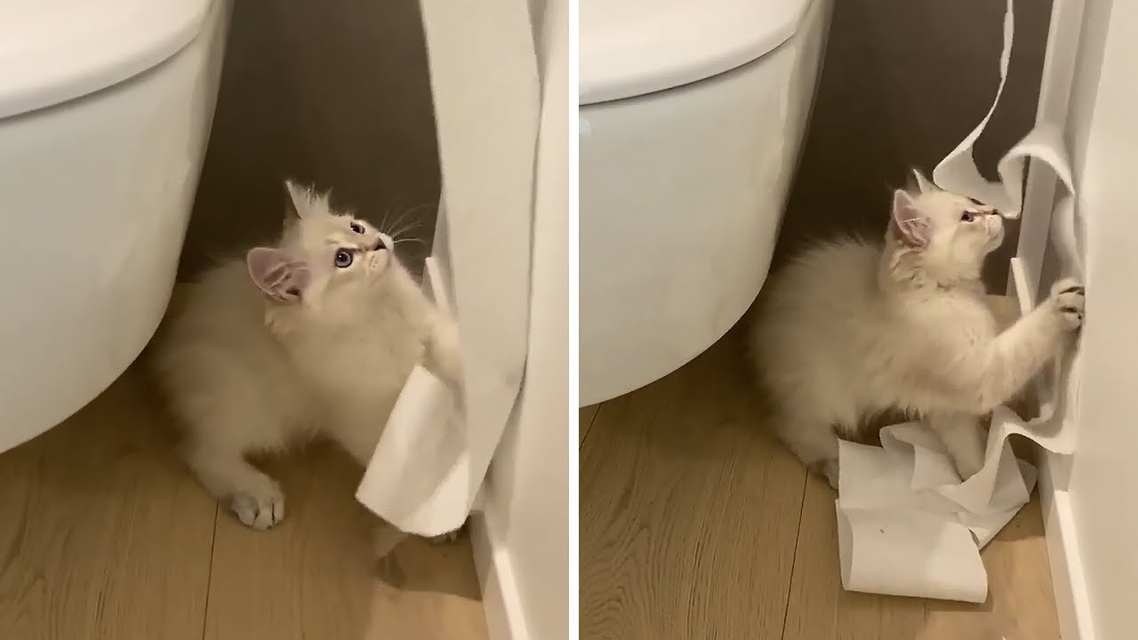 Mischievous kitten unravels toilet paper roll Shorts YouTube