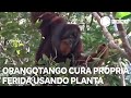 Orangotango cura própria ferida usando planta medicinal