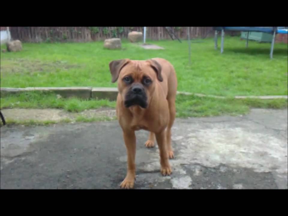 10 month old bullmastiff