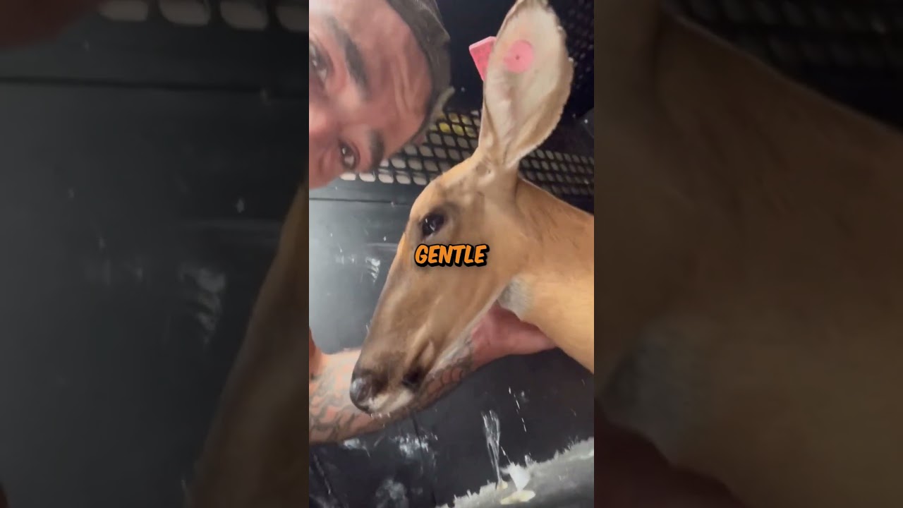 Latest Title & Thumbnail