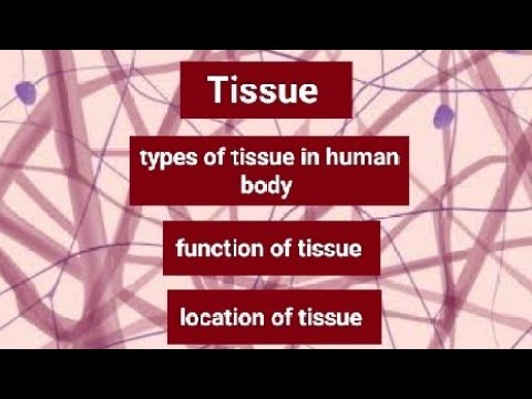 Tissue || types of tissue || function and location of tissue || anatomy || physiology || biology ||