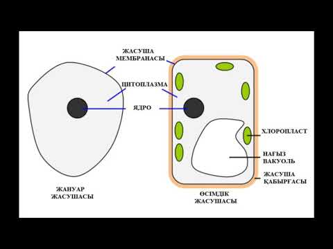 Бейне: Плазмалық мембрананың қызметі қандай?
