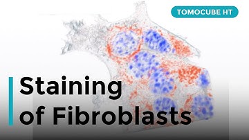 Staining Fibroblasts using Holotomography