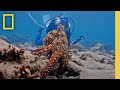 Do octopuses dream  deep questions with james cameron  dr alex schnell  national geographic