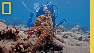 Do Octopuses Dream? | Deep Questions with James Cameron &amp; Dr. Alex Schnell | National Geographic