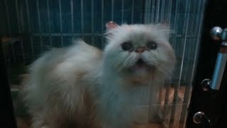 Bisnis Ternak Kucing, Tetap Eksis di Tengah Pandemi