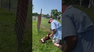 English Springer Spaniel pup. Lots of potential!