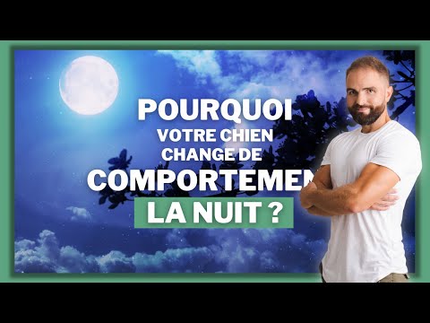 Why Does Your Dog S Behavior Change At Night