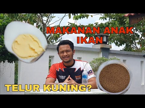 MAKANAN ANAK IKAN LAGA. Telur kuning sebagai makanan fry dan cara penjagaan air.