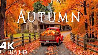 When September Turns Golden 🍁 Dreamy Forest Scenery, Soft Piano & a Calm Autumn Escape screenshot 2