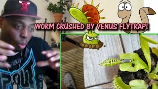 POOR LITTLE WORM! WORM CRUSHED BY VENUS FLYTRAP REACTION!!!
