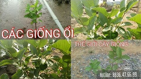 CÁC GIỐNG ỔI TẠI THẾ GIỚI CÂY GIỐNG CẦN THƠ | 0836476699