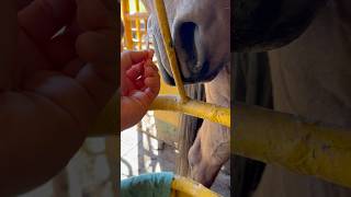 How is my violin sound? #music #nature #horse #violin