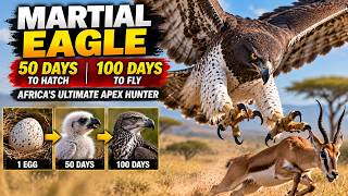Martial Eagle: 50 Days to Hatch, 100 Days to Fly | Africa’s Ultimate Apex Hunter screenshot 1