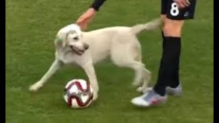 ANIMALES DIVERTIDOS EN CANCHA DE FÚTBOL