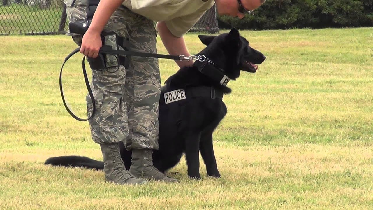 基本服従訓練 K9 Unit 横田基地 Youtube 基本服従訓練 K9 Unit 横田基地 Youtube