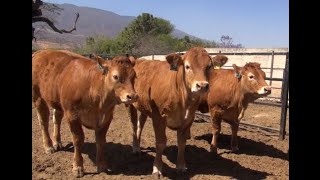 Rancho la Comunidad: Como selecciona a las mejores vaquillas.