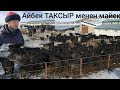 АБЕРДИН АНГУС, РЕЙНА-КЕНЧ  АЙБЕК ТАКСЫР МЕНЕН МАЙЕК